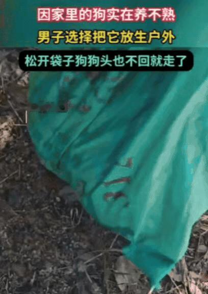 泪目！某地一男子养狗久了始终不亲近，实在养不熟，就把狗装进绿麻袋带到野外放生，松