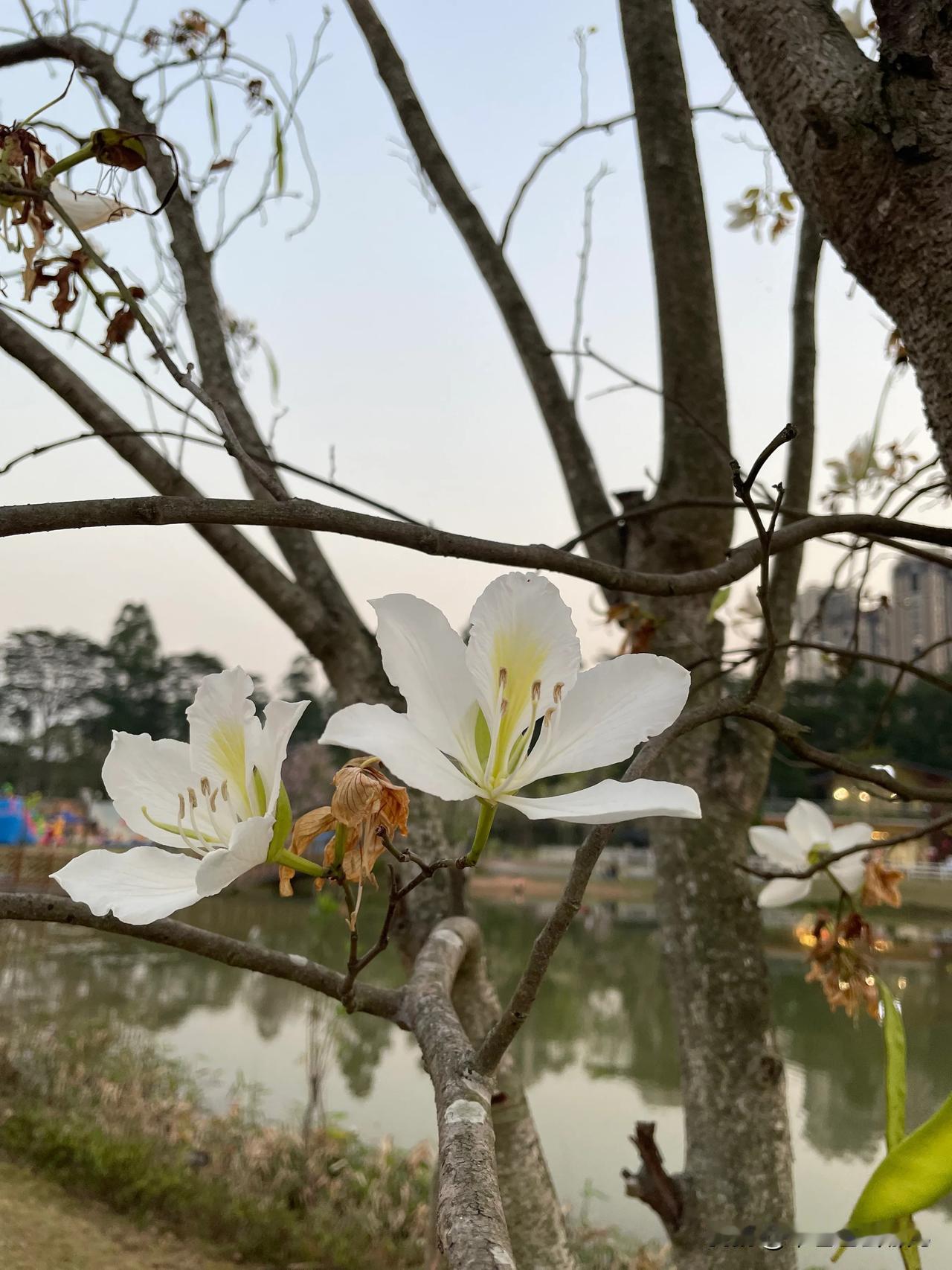 在东莞，有一处被浪漫眷顾的宝藏地——香遇百花公园。踏入其中，就像闯进了莫奈画中的