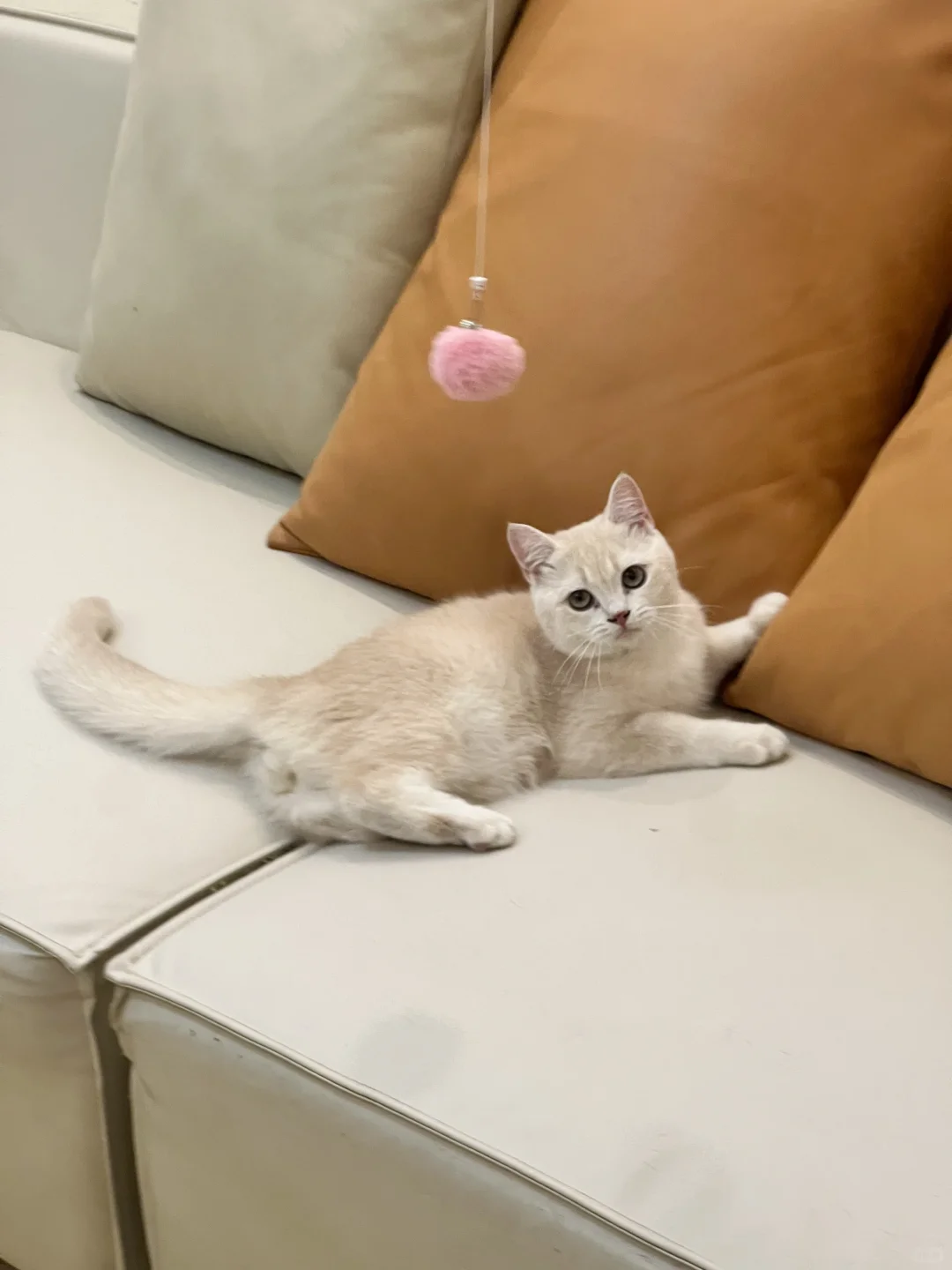 🇭🇰HK買貓💛高質紫金BB～搵家長