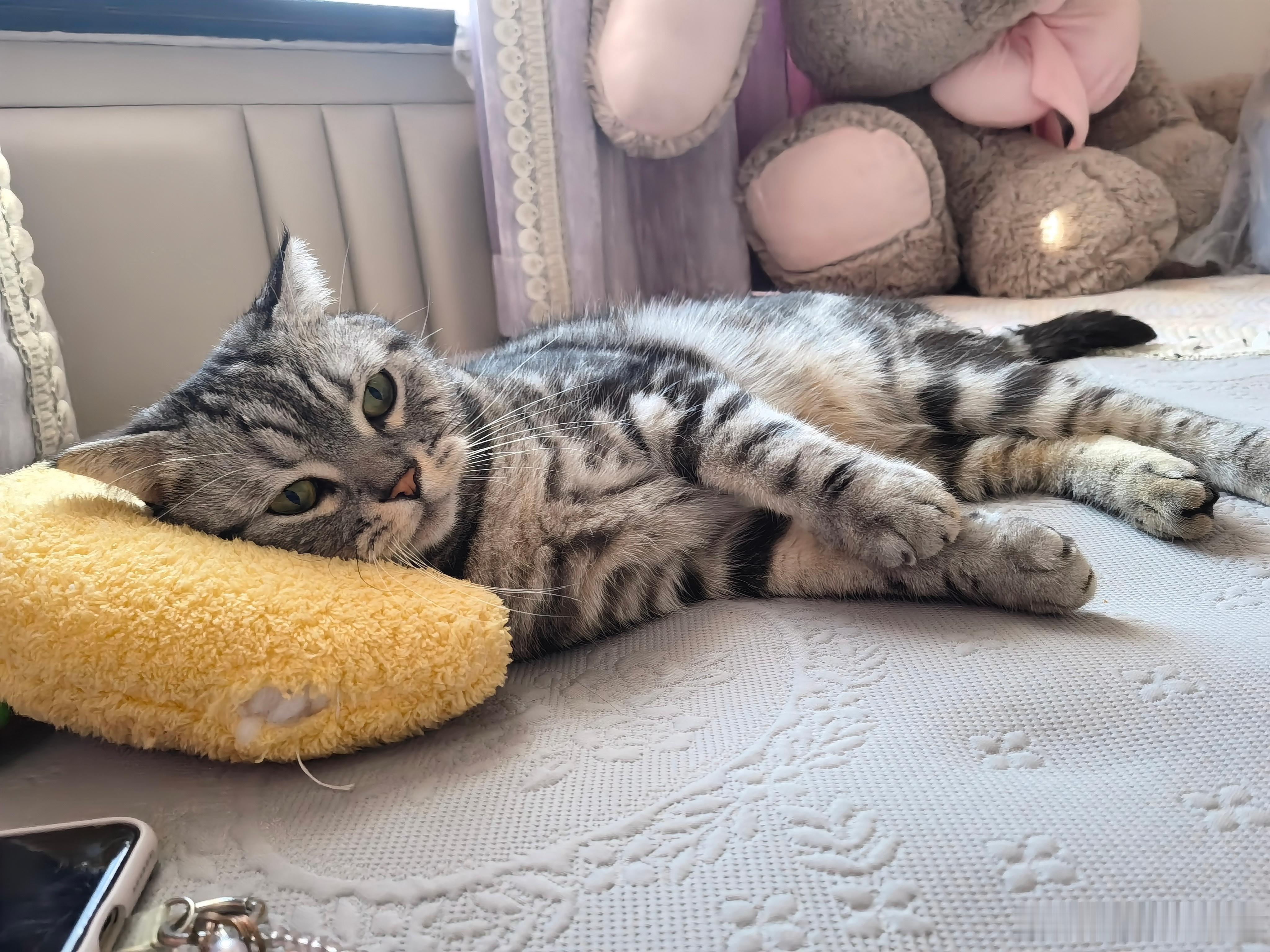 晚安，乖宝🐱 ​​​