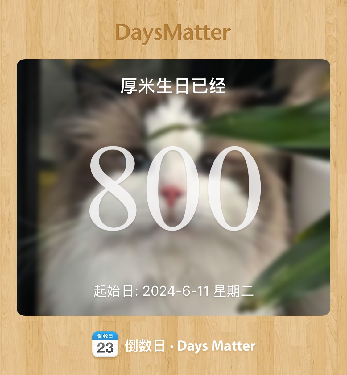 厚米大王800天生日快乐🎂！ 