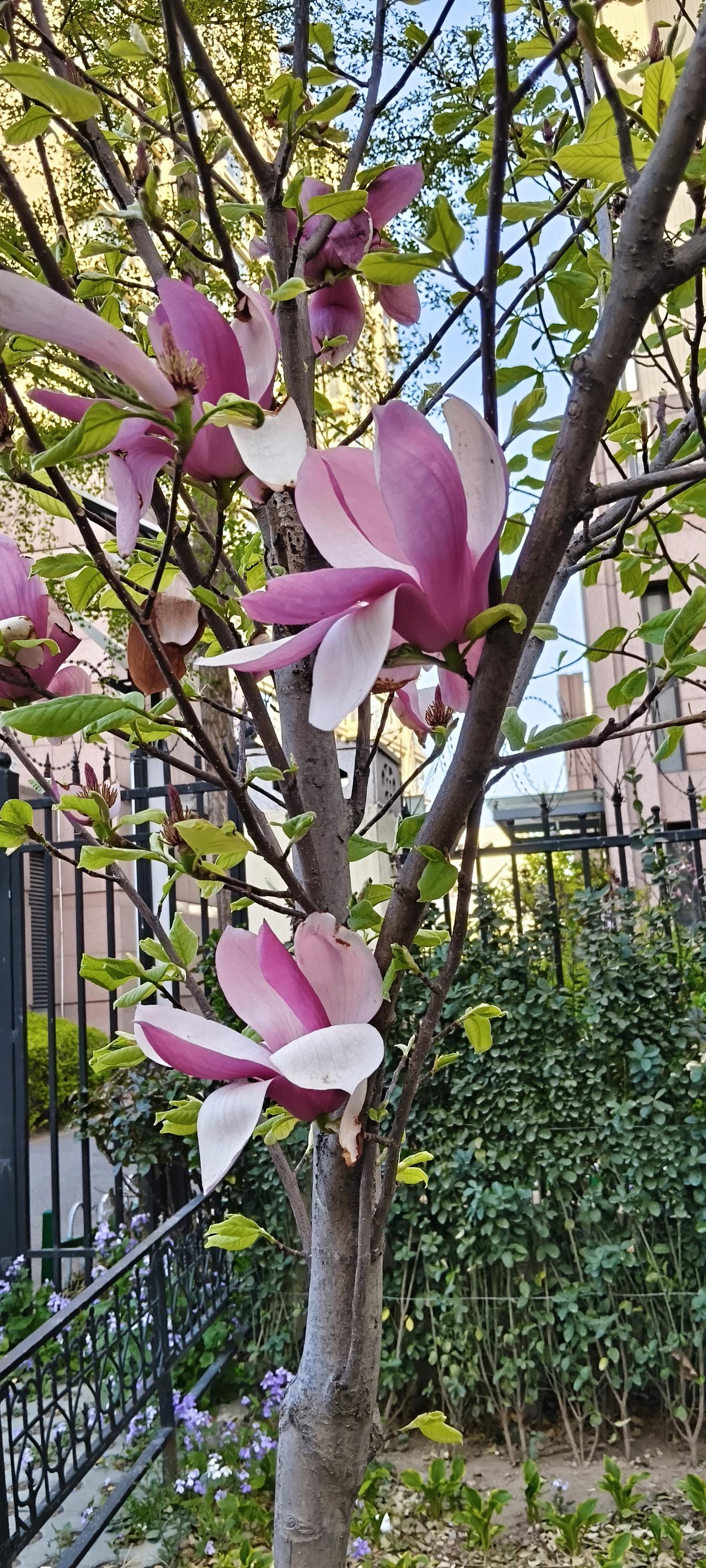 粉嫩的兰花，春天的气息扑面而来！🌸🌸🌸