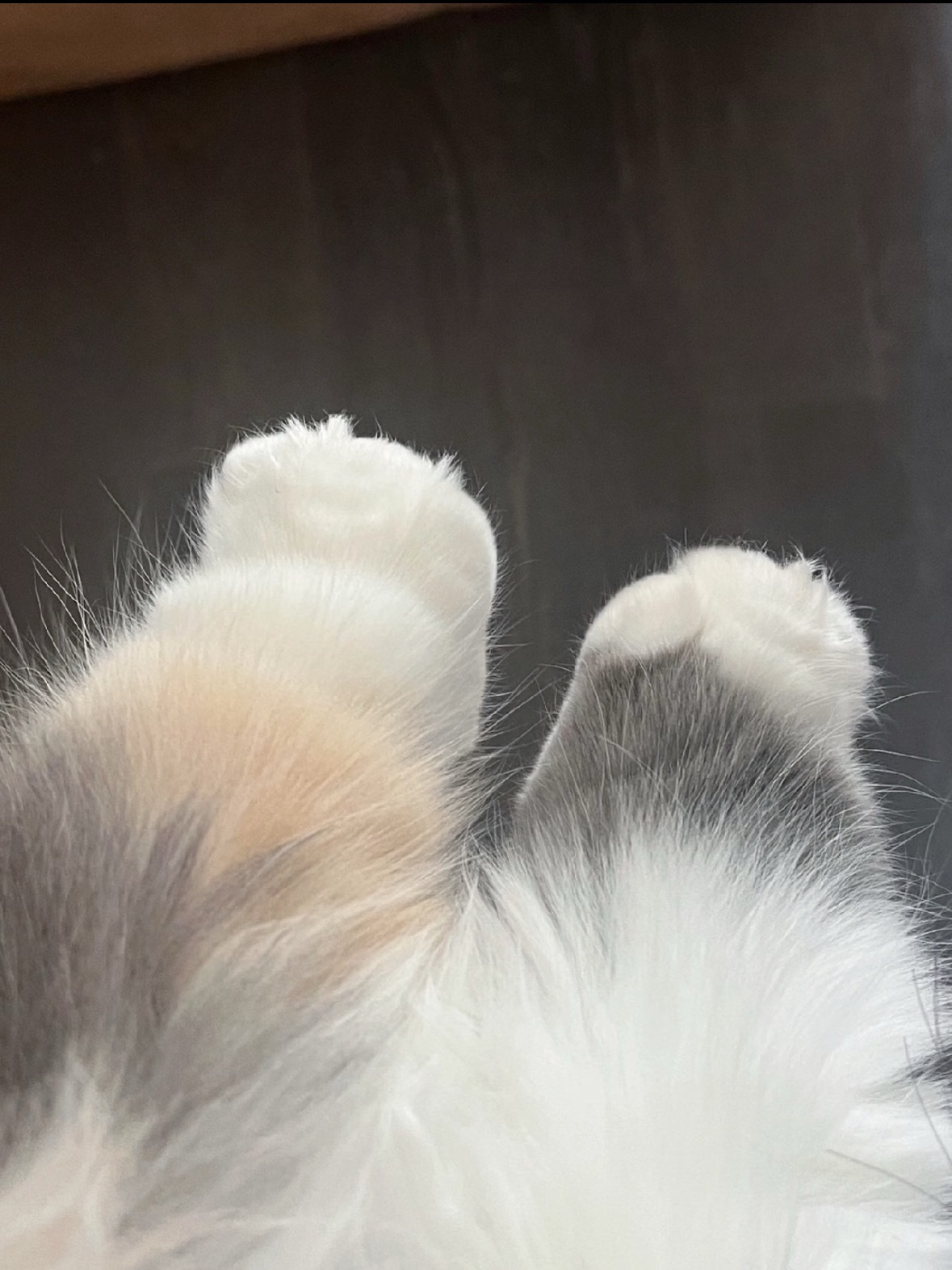 我恋jio了 