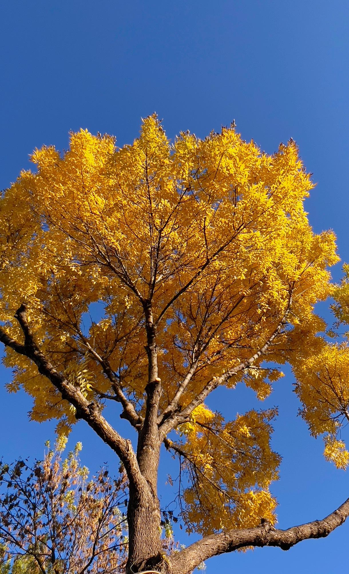 【原创】秋日暖阳下，金黄的树叶在蓝天的映衬下，显得格外耀眼动人。