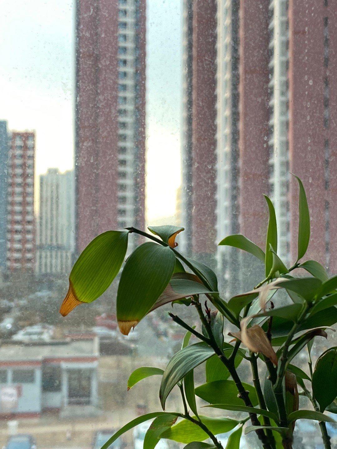 今儿天气还算不赖，阳光时无时在。整点儿老友说的“过期酒”，可惜他没来。唉，自己弄