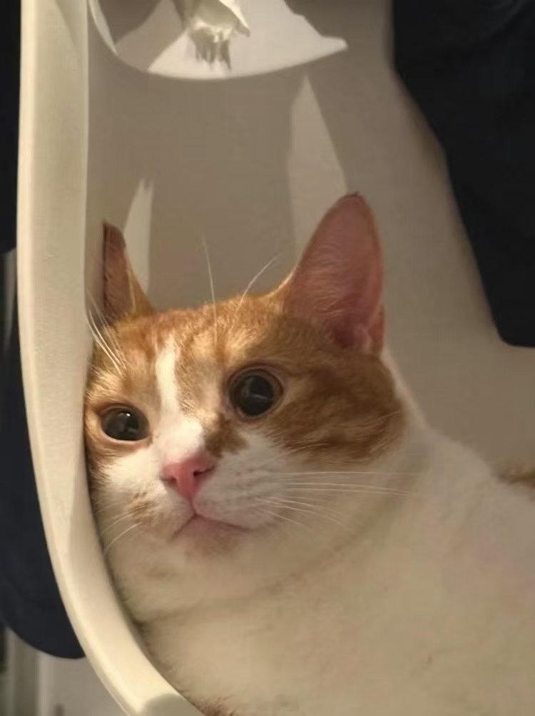 猪瘾犯了……想吃佤味儿鸡脚