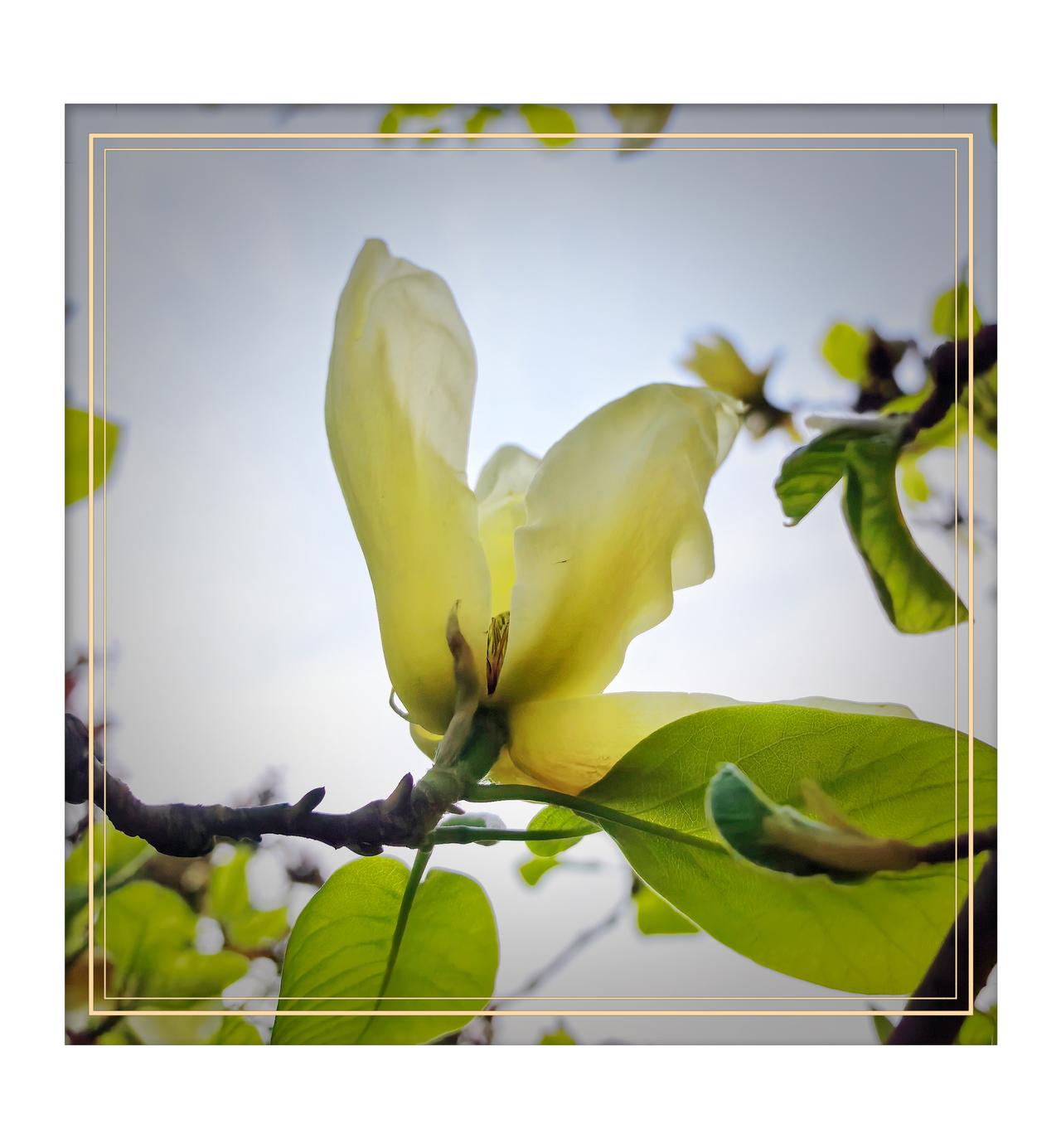 分享玉兰花的唯美图片北京4月玉兰花