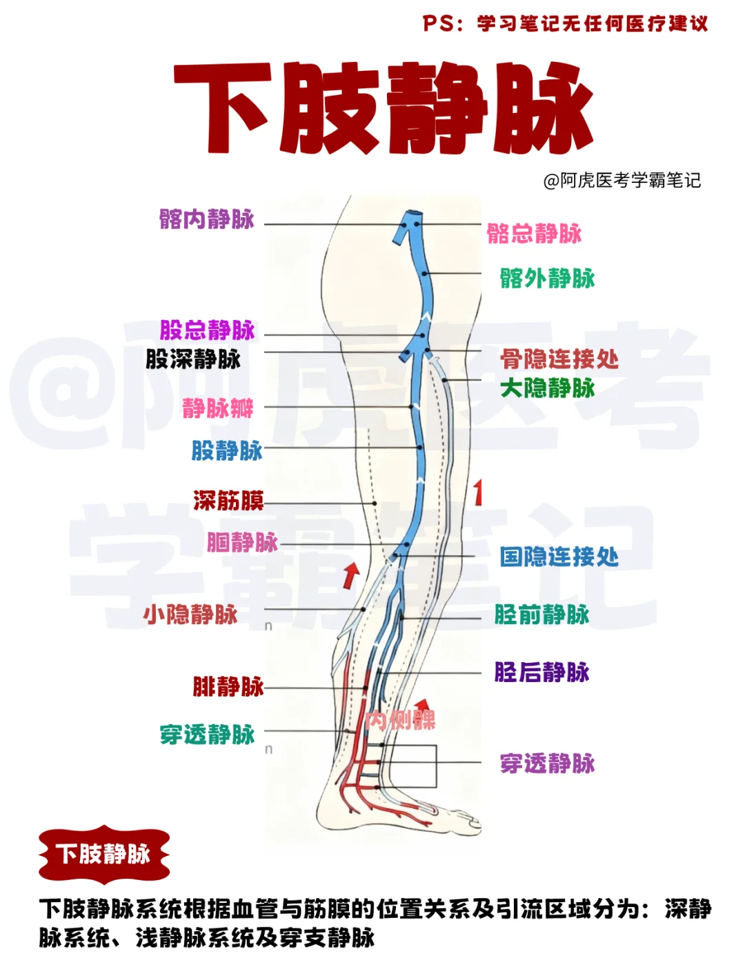 医学生笔记📒：下肢静脉👆