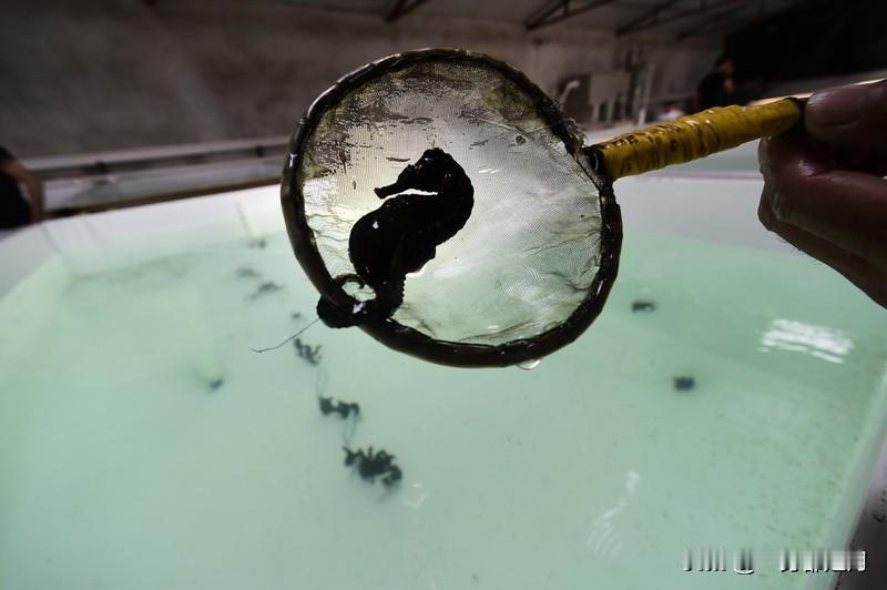 千元购买海马
没想到居然是塑料做的
广东梅州的陈先生家里
泡了十几年的药酒被儿子