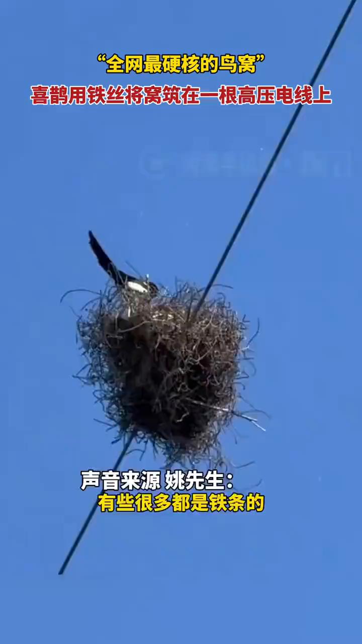 "全网最硬核的鸟窝"，喜鹊用铁丝将窝筑在一根高压电线上。
荔枝新闻。
5月5日，