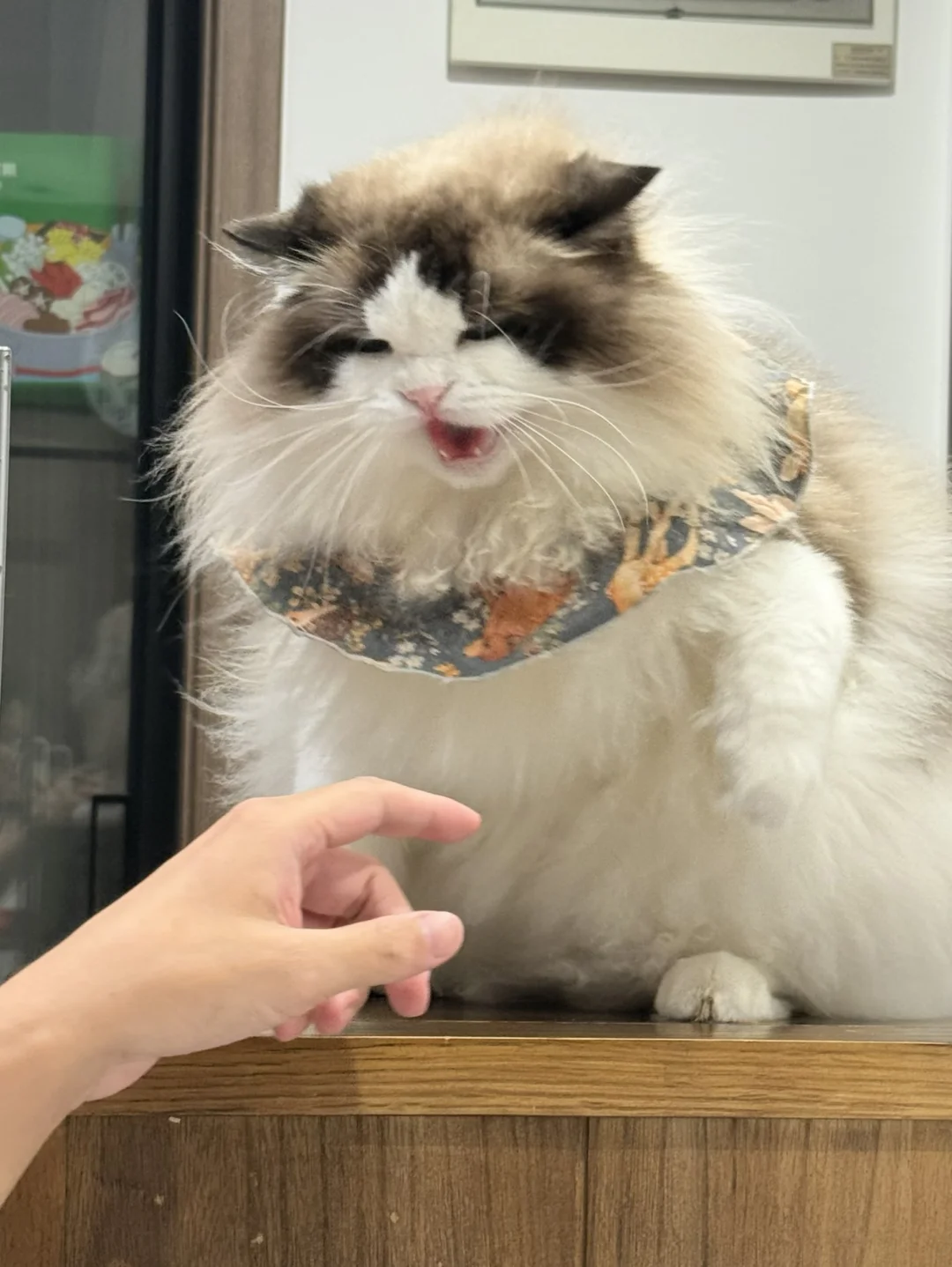 哈———！咪我这下要森气了！