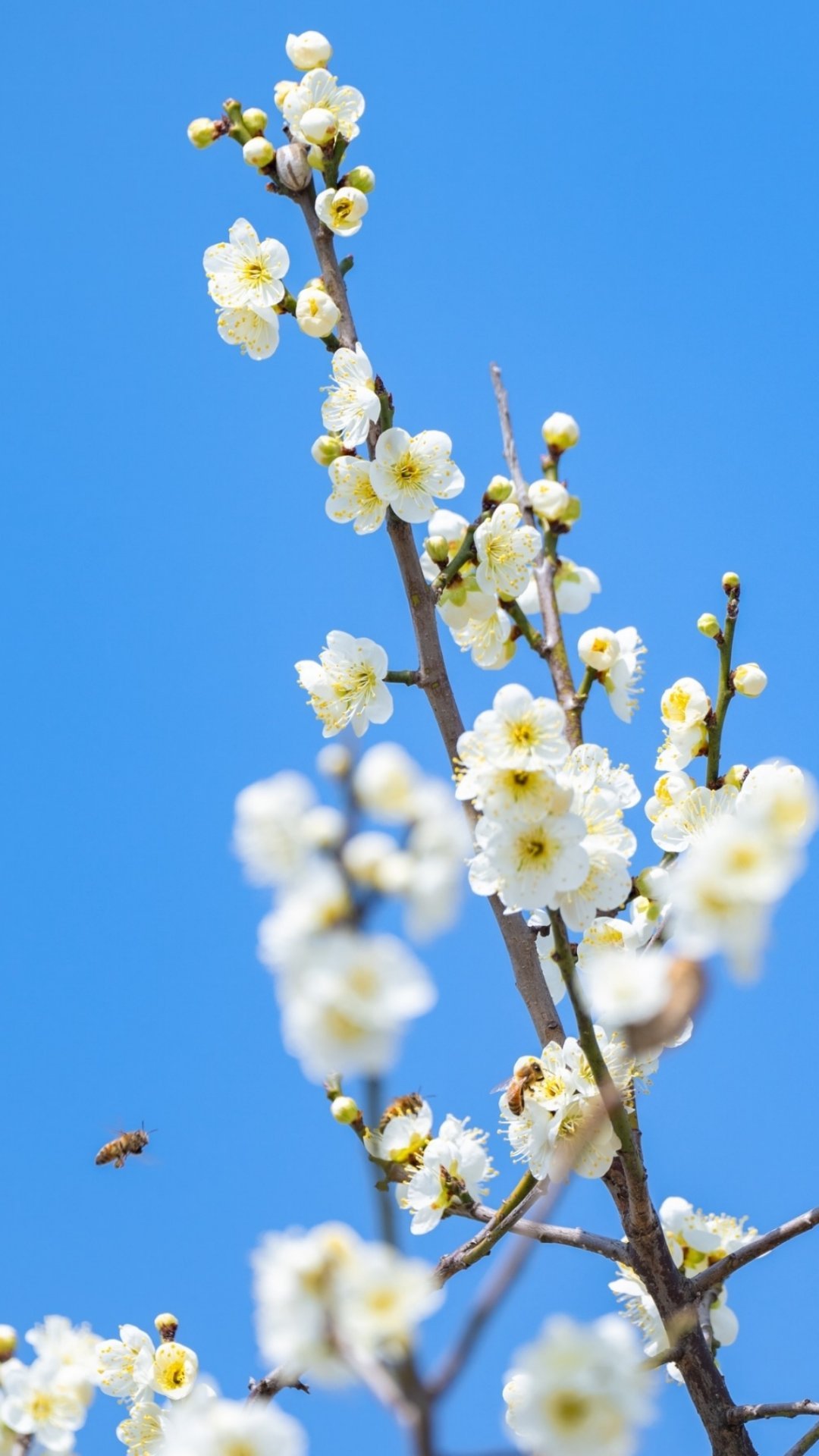 𝙎𝙥𝙧𝙞𝙣𝙜🍃｜杳杳春来时｜春天壁纸分享ˎ🪻 ˊ˗ ˖⸂ ‎⟡?