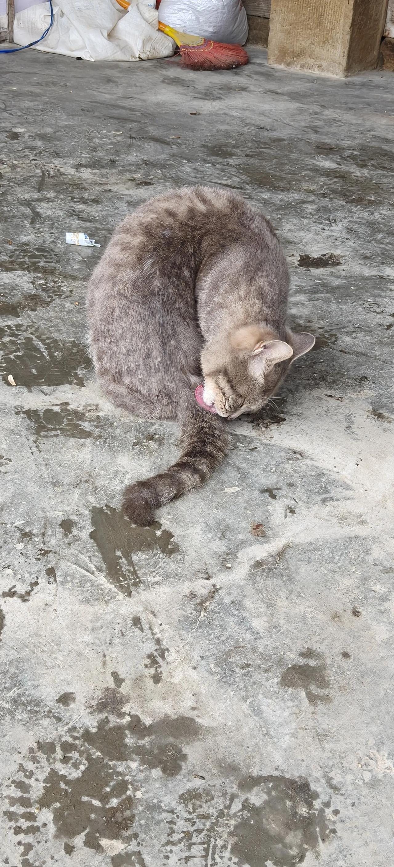 分享一张你家猫咪现在在干啥