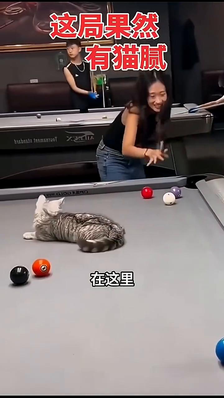 这个猫咪是台球场里的团宠，因为不管你是多么菜的技术，在这里它都能让你感觉到自己很