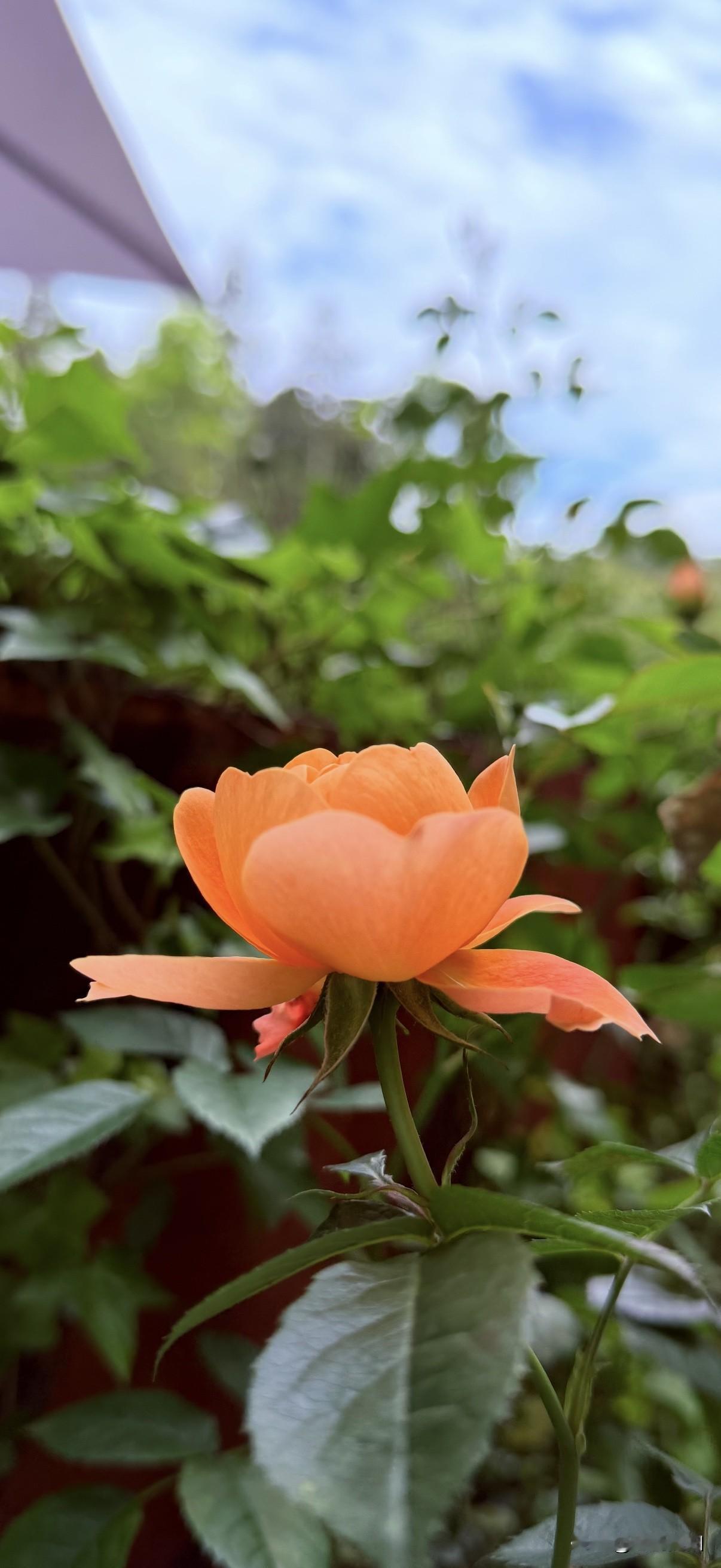 分享一张你拍的花，什么花都行