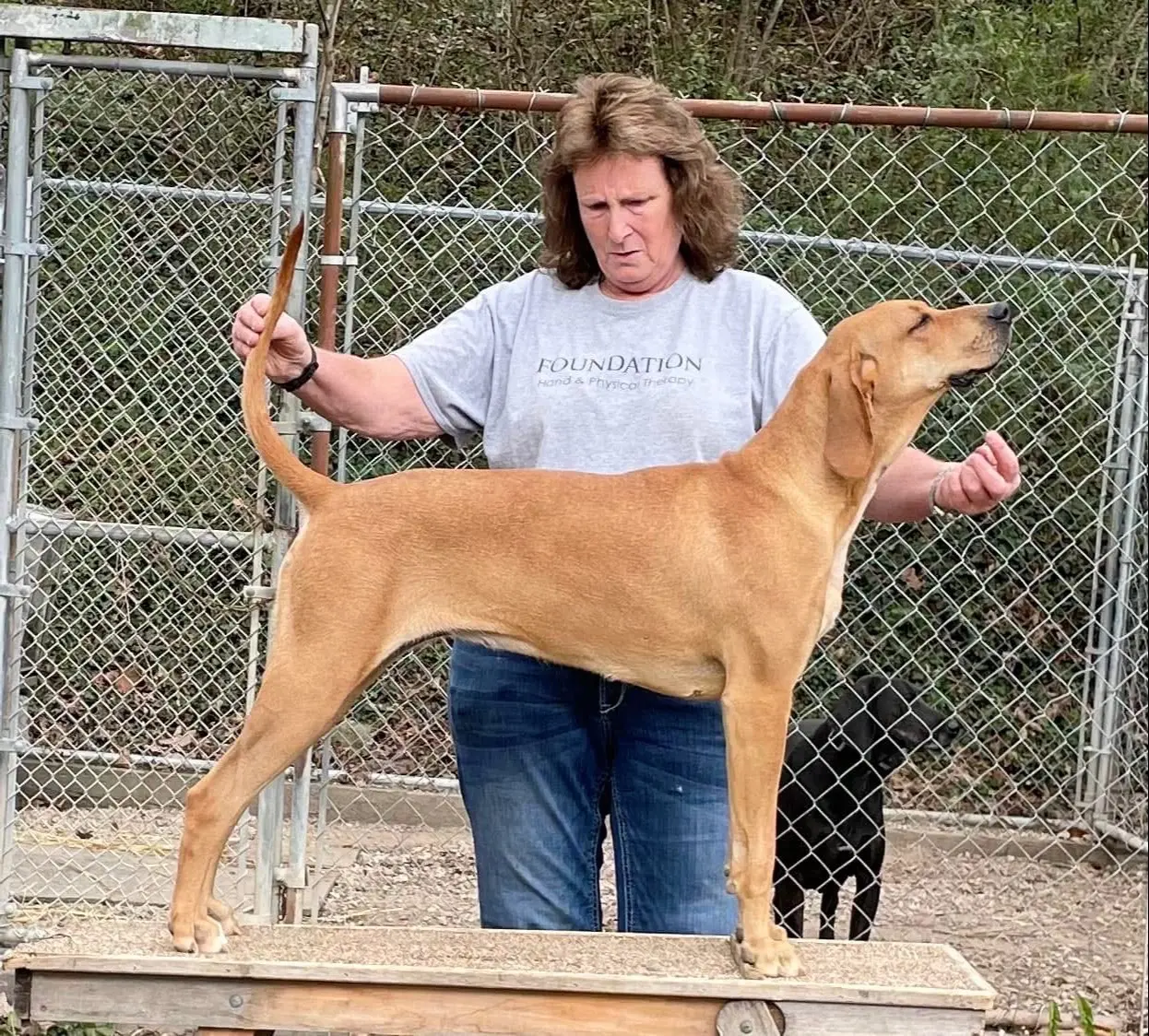 AKC普罗特猎犬