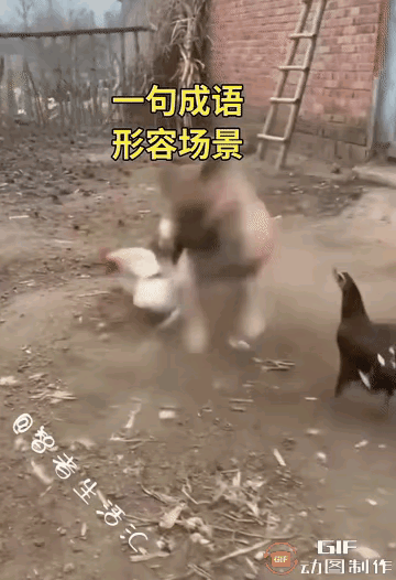 鸡犬不宁，鸡飞狗跳。