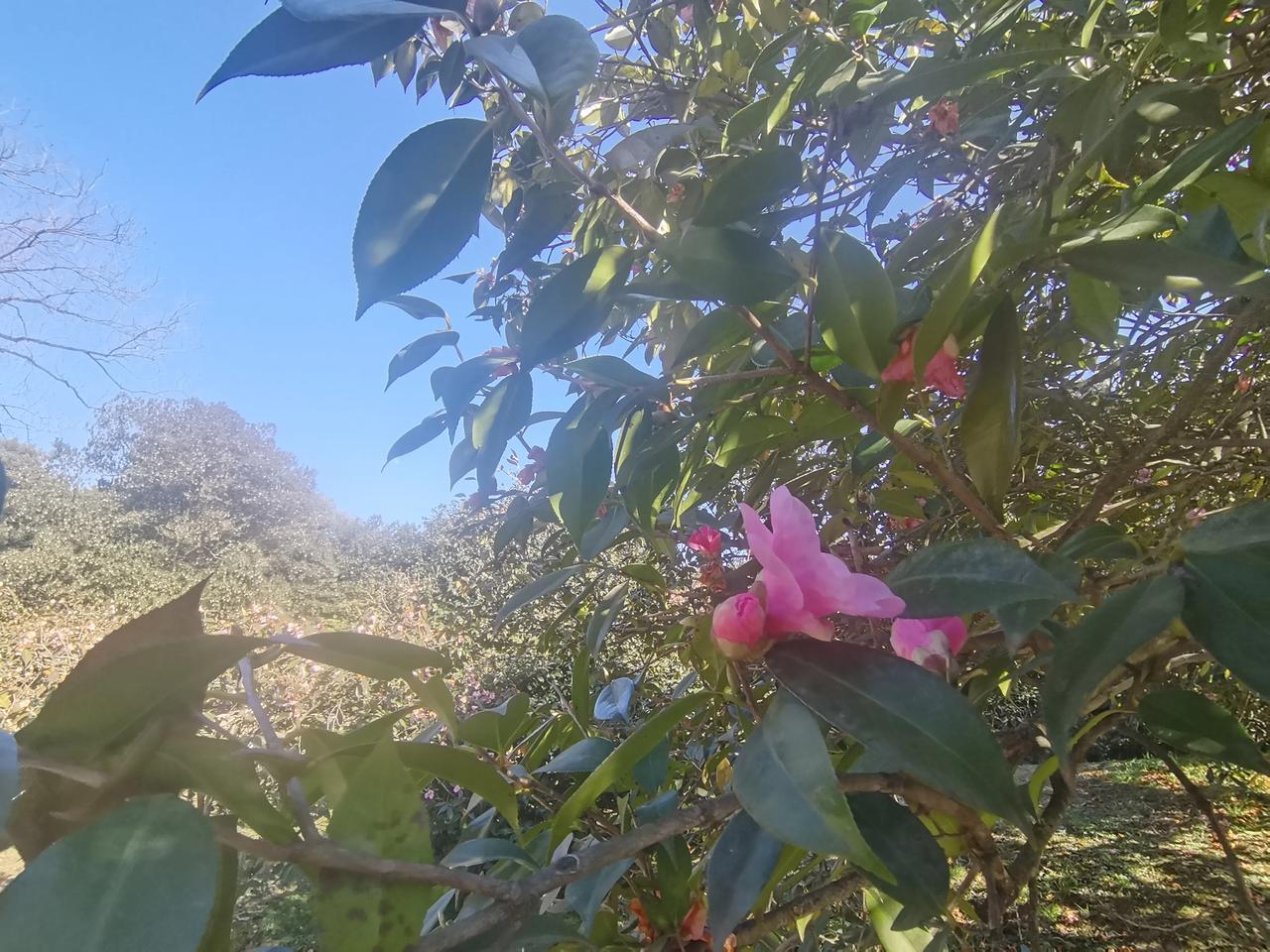 分享手机里的花花草草2025年的春姑娘悄悄地走来了！她带来了希望和生机，带来了温