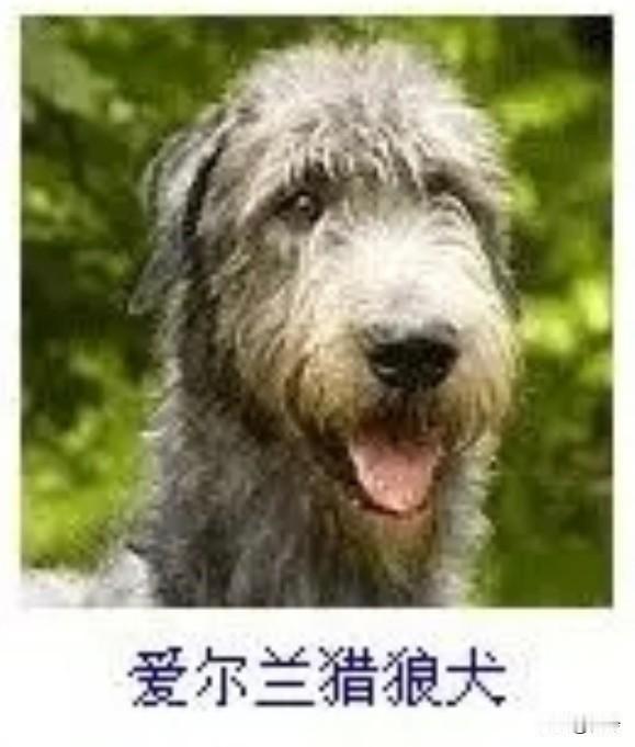 菩萨蛮24·爱尔兰猎狼犬
       苍茸轻裹林光劲，长躯斜曳英风迸。舌卷野云