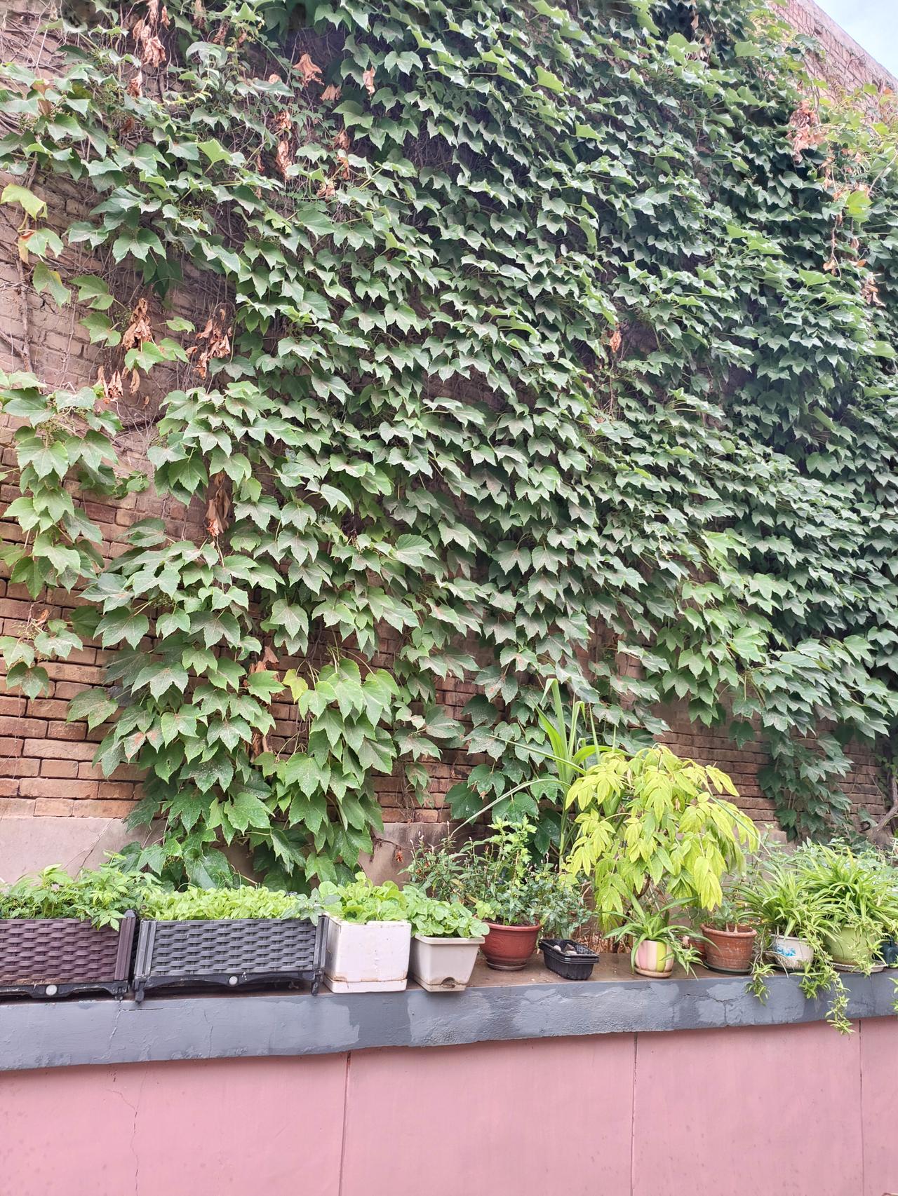 冰棍带来的快乐十分短暂，一口清凉过后，剩下的只有燥热。而傍晚的晚风，是整个夏天独