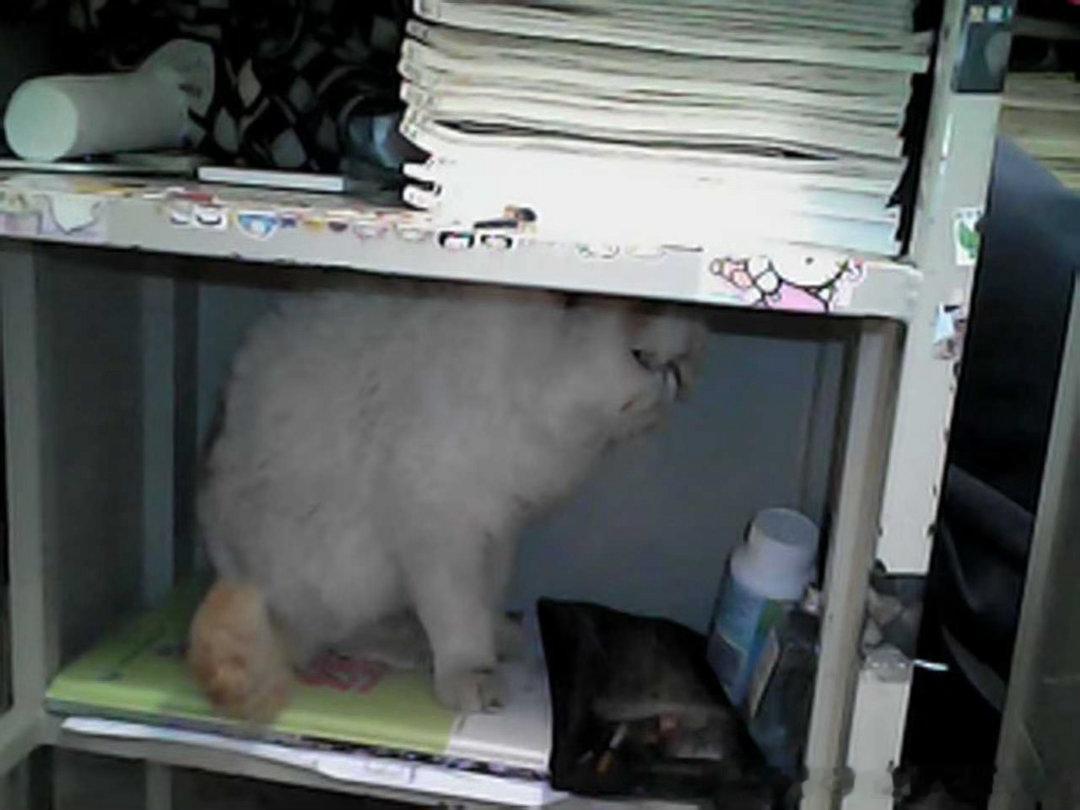 49445【猫丑心也丑】班里上早读的时候来了一只这个大丑臭臭猫，性别不知年龄不知