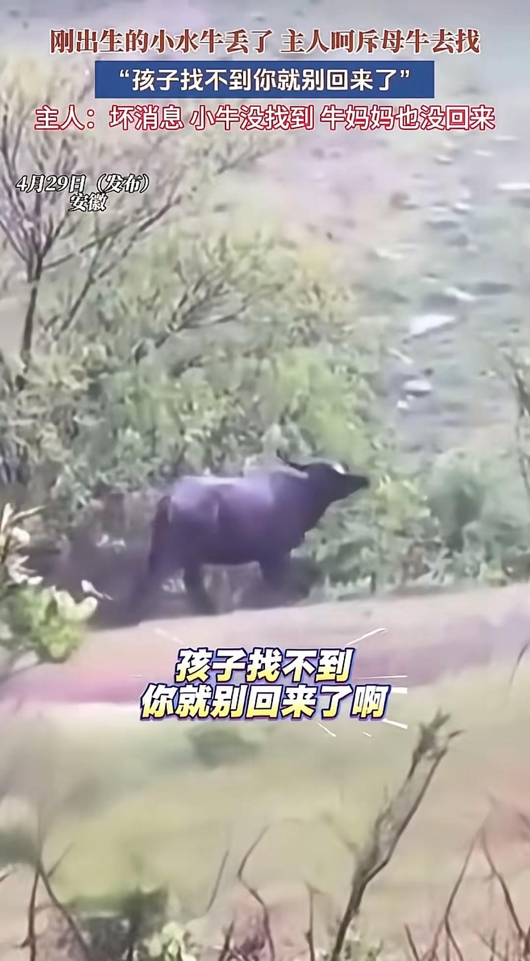 被训斥后冒雨寻子！母牛用行动诠释：母爱，从来不分物种

气话当真！安徽母牛弄丢幼