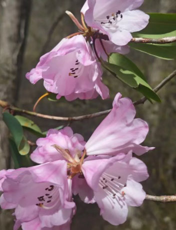 高山杜鹃生长近20年才开花树高几十米种子却比芝麻还小一粒比芝麻还小的种子，要长成