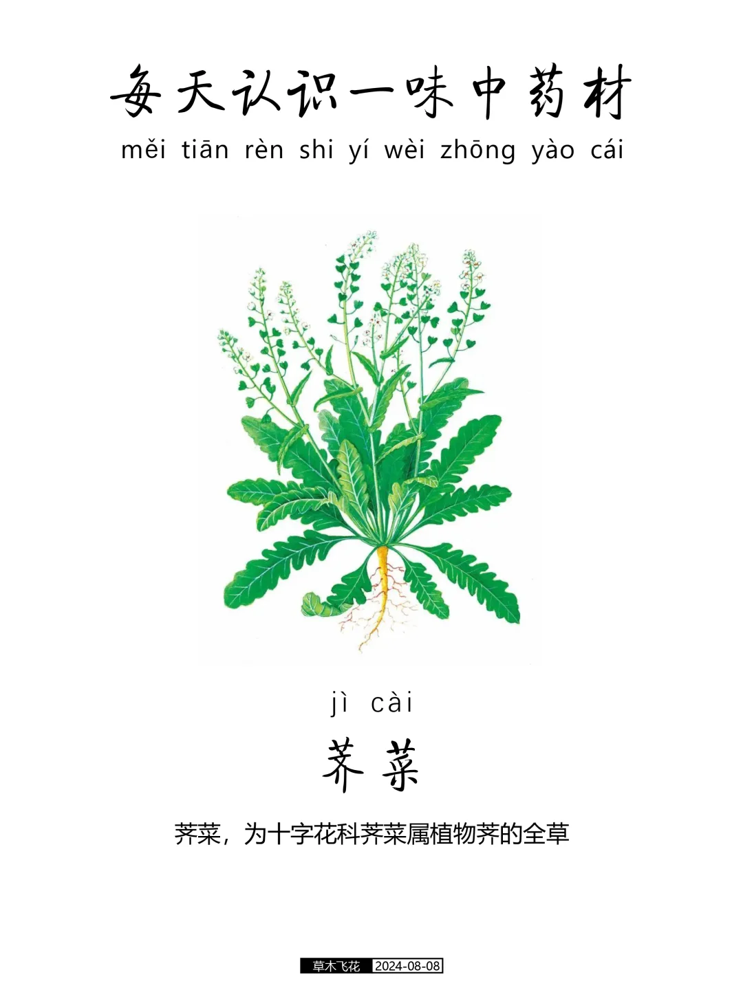 No.443期 每天认识一味中草药-荠菜🍀