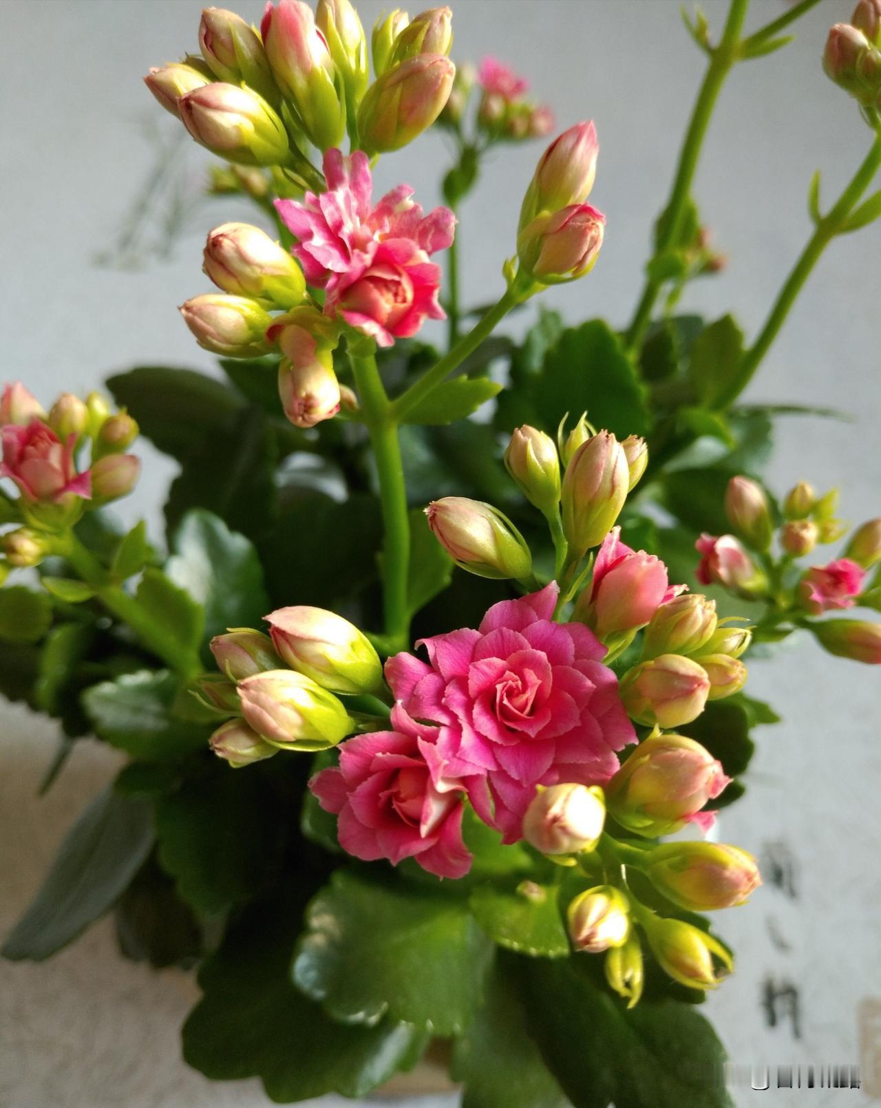 分享我家的长寿花。
长寿花开展风采，
朵朵待放好丰满，
绿叶陪衬花朵艳，
寓意美