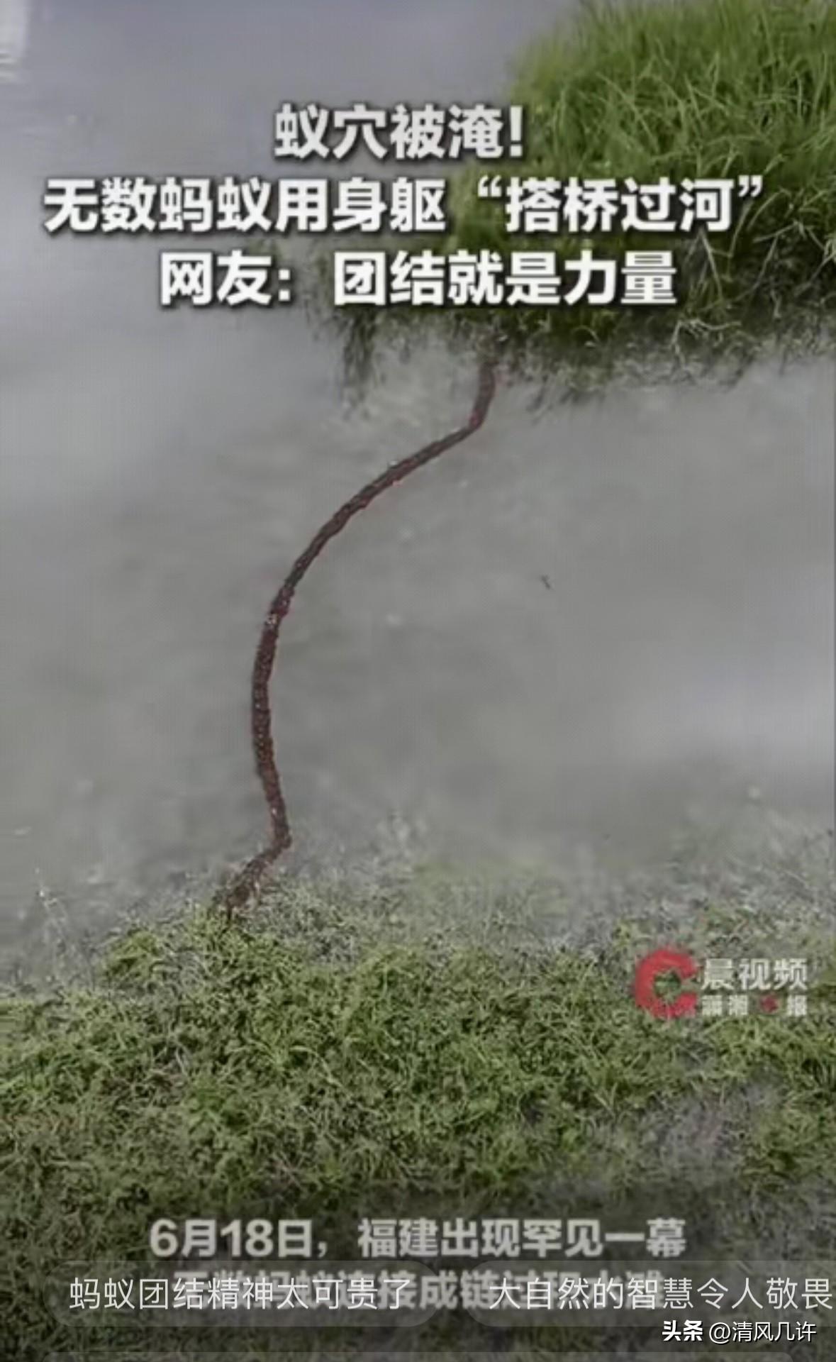 真的被大自然狠狠震撼到！福建一位网友出门路过积水路段，发现水中草垛连接到岸边的位