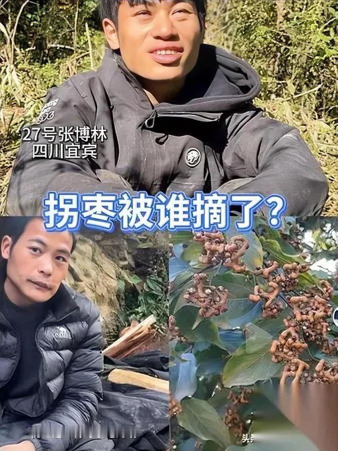 七星山拐枣离奇失踪？

选手扑空只剩光树

究竟谁捷足先登？节目组曝光七星山藏着