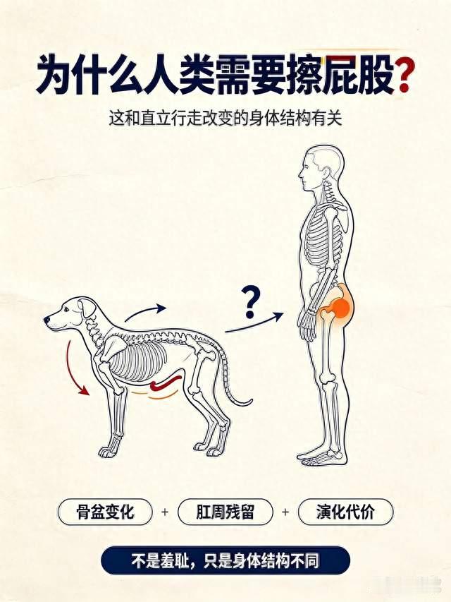 人类是唯一需要擦屁股的动物吗？直立行走，改变了我们的身体结构