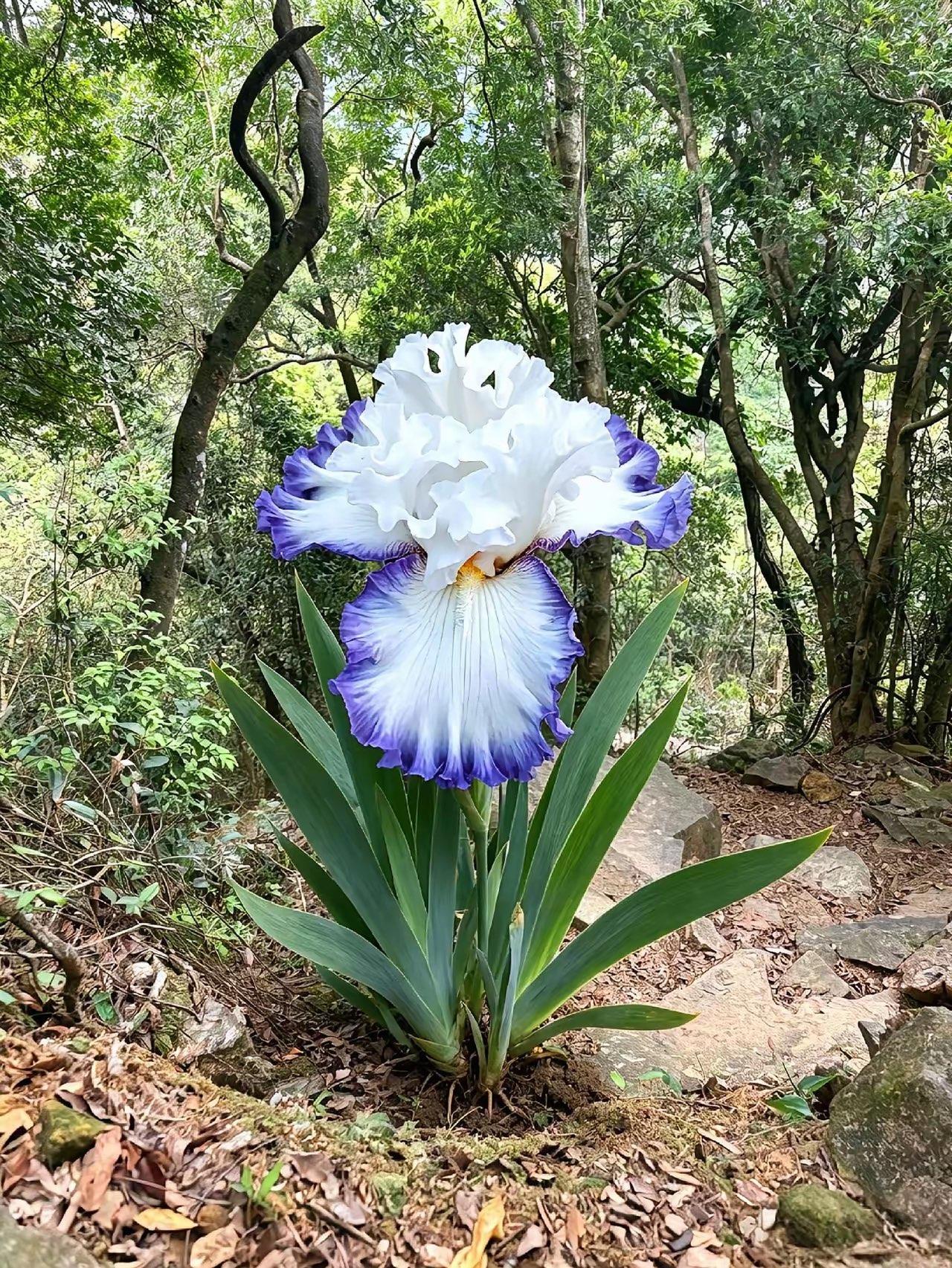 近日，浙江丽水，一位护林员进山巡视林区时，没成想，竟然在路边的枯叶碎石堆里，发现