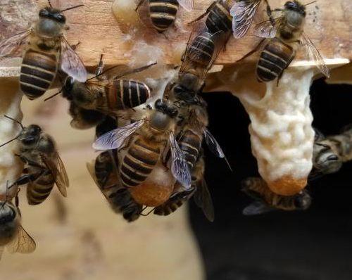 一眼分清三种王台+急造王台怎么留、怎么淘汰——
 
一、先分三种王台，特征一眼认
