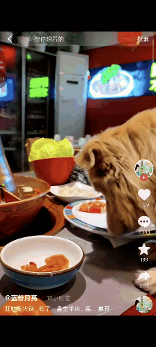 真无知！去人家店里面吃火锅，还纵容自己的狗上桌吃碗里的，女子还把视频拍下来发网上