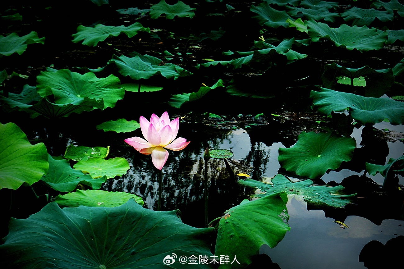 晚安说天气吧让人烦，梅雨季阴晴不定，感觉又湿又闷，不舒服。说生活吧也不爽，虽说吃