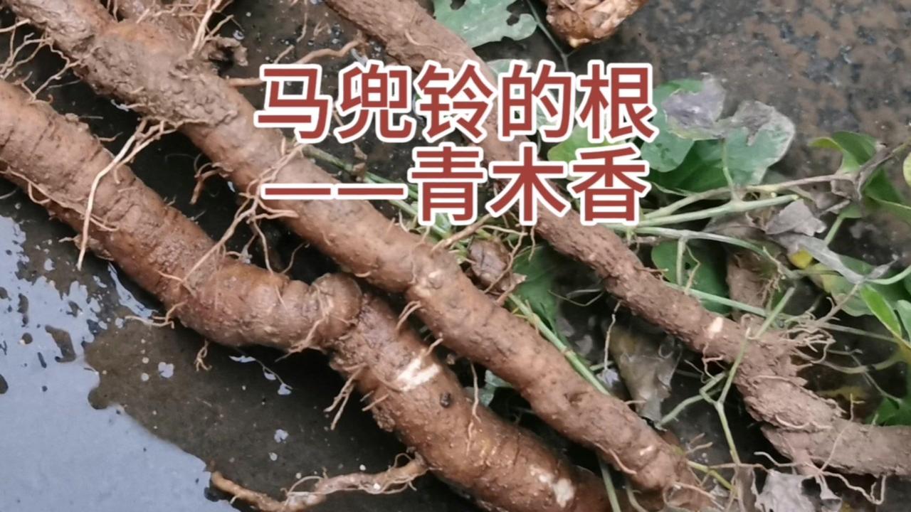 挖马兜铃时发现了超大个的青木香，有十几年的年份了，这可是马兜铃的根，传统中药里叫