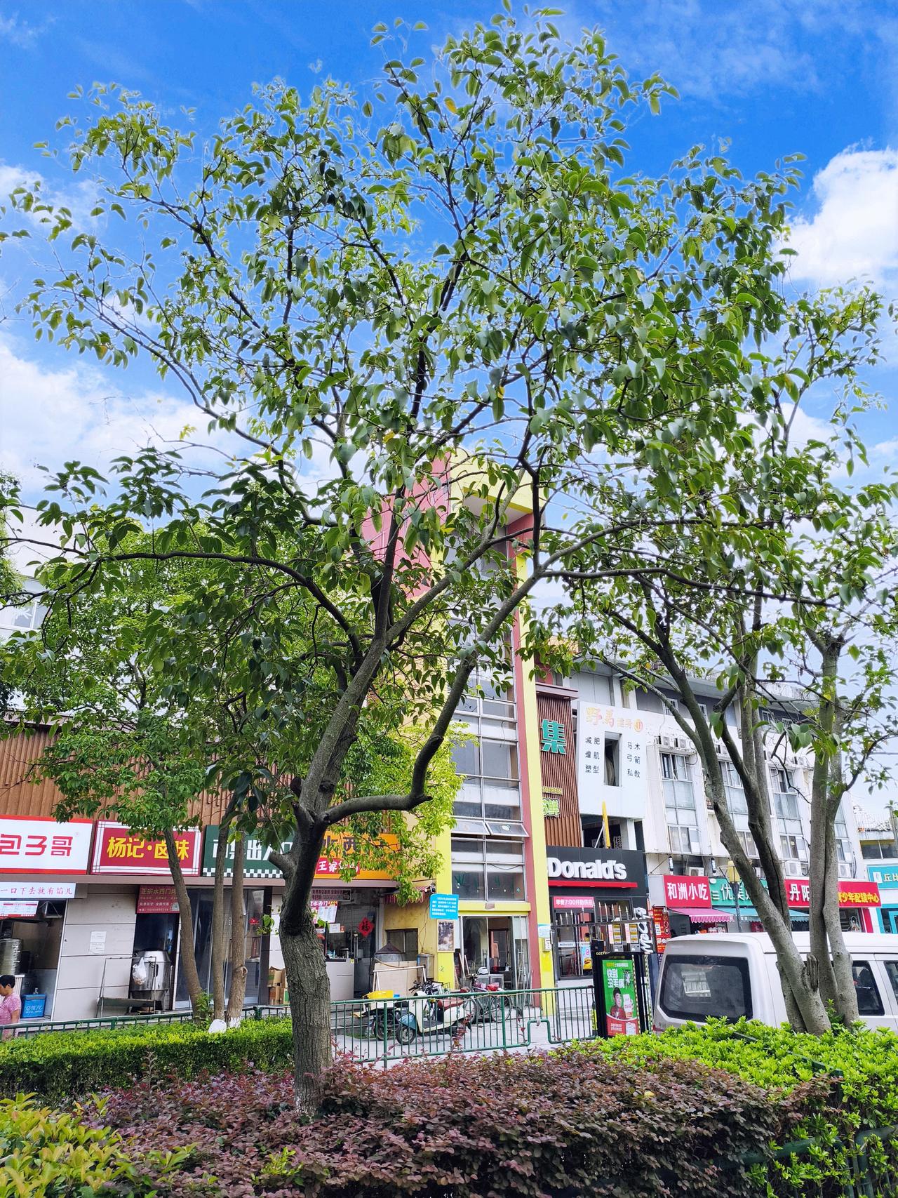 南京这天气和气象台预报，简直就像两个调皮蛋在闹着玩！今天明明是万里晴空，阳光像个