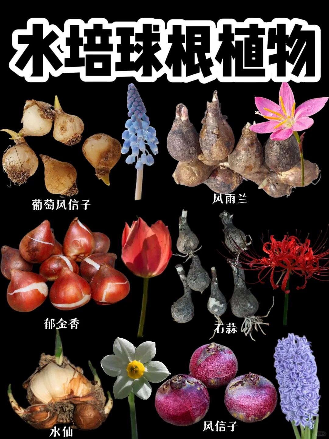 【水培球根植物】超级方便的水培植物