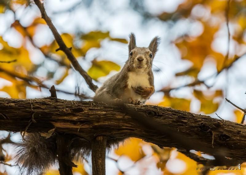 今天去山上溜达，可真是太开心了。刚上山不久，就碰到一群可爱的小松鼠，它们在树枝间