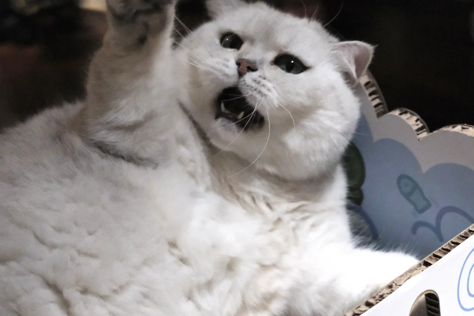我那貌美如花眼神带刀的大胖闺女们🐱