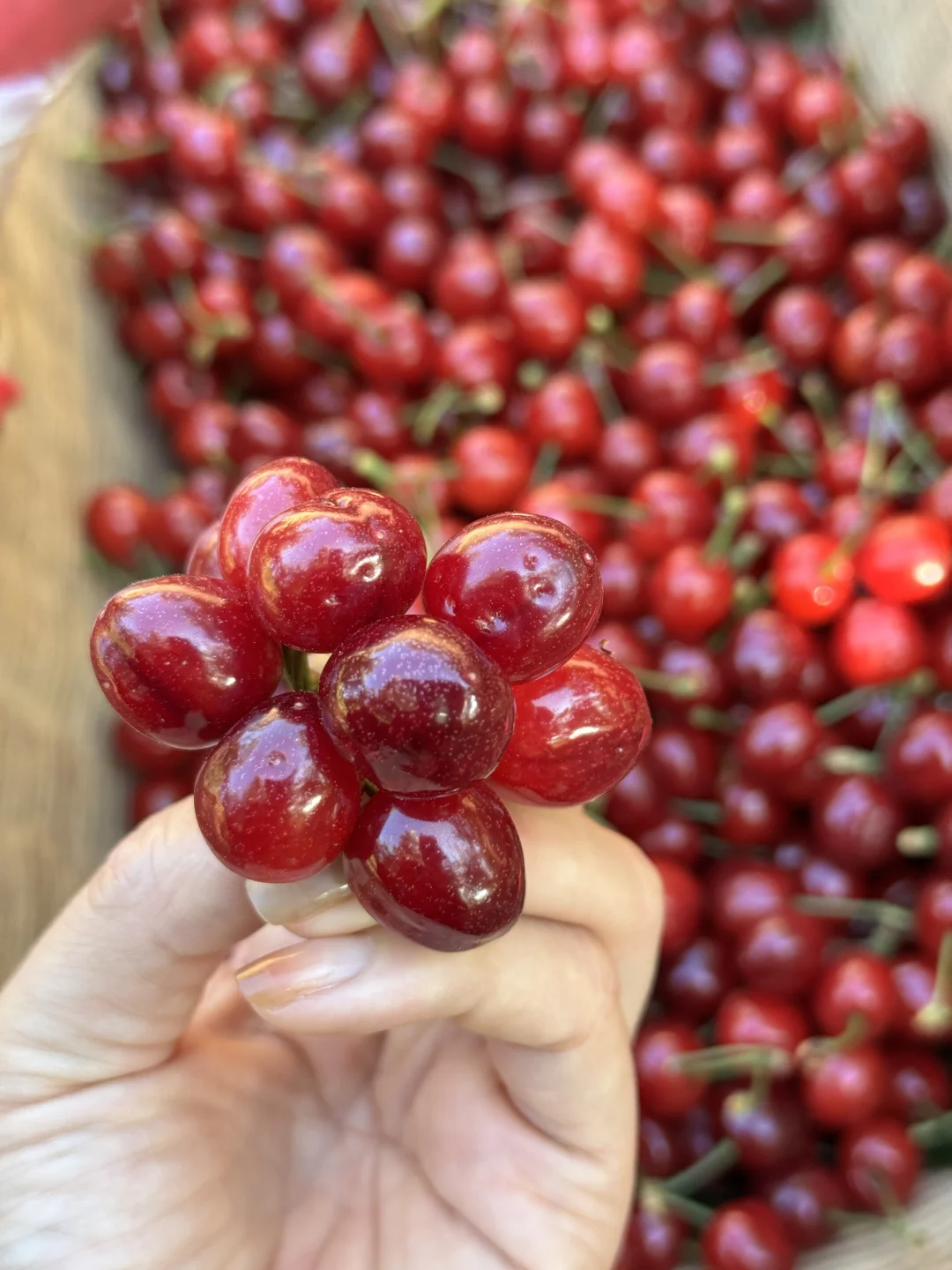 甜到爆汁的小樱桃，真的比车厘子很上头。