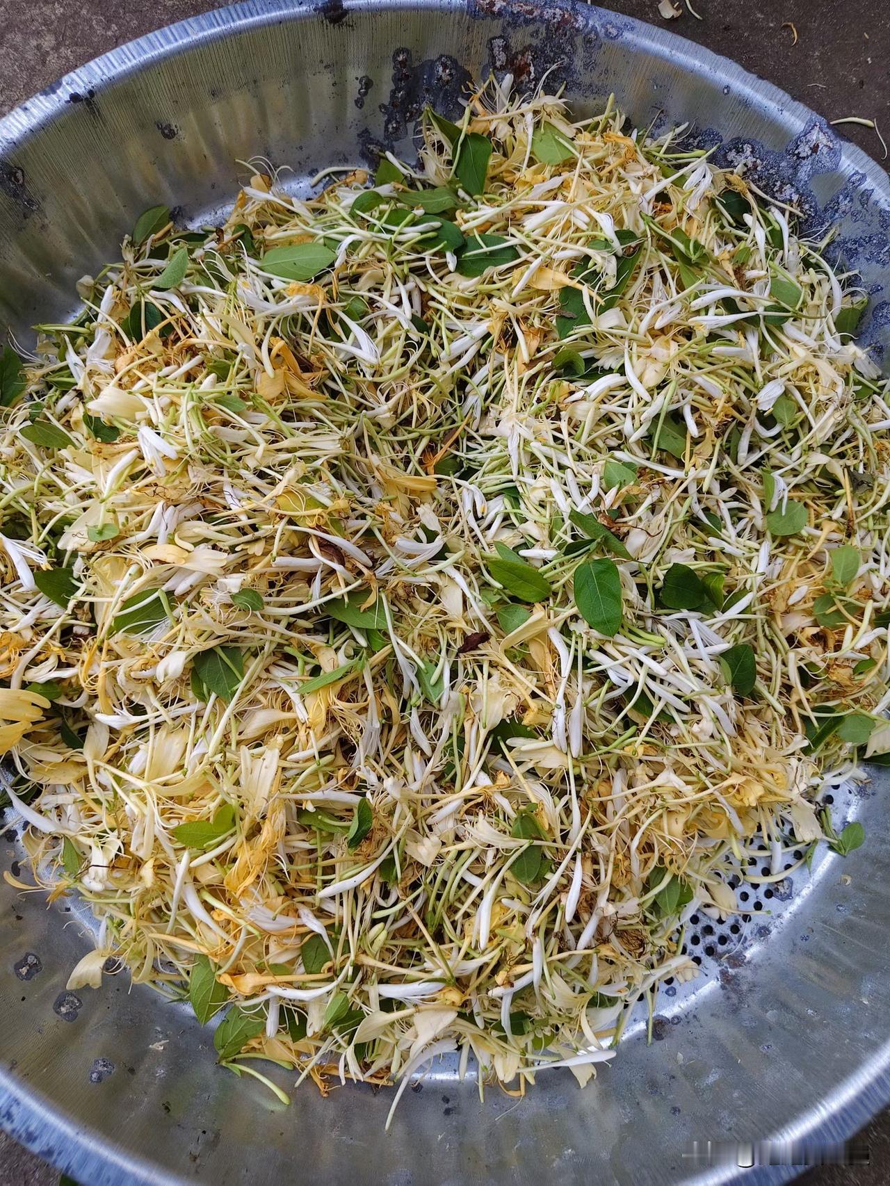 今天上午又去打野，一个小时就收获了这么多。
这个季节不止有竹笋，还有金银花。记得