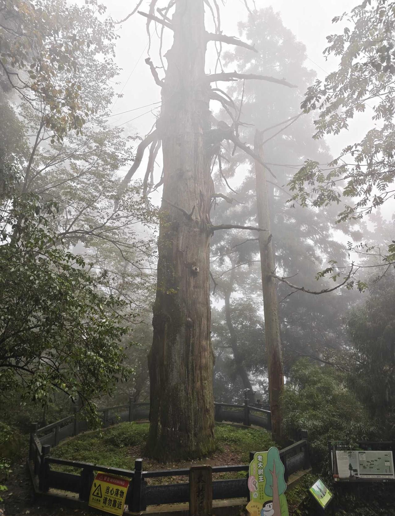 和2000多岁的树聊天，它说…（一）
昨天去了西天目山的大树王国，和不少树聊了聊