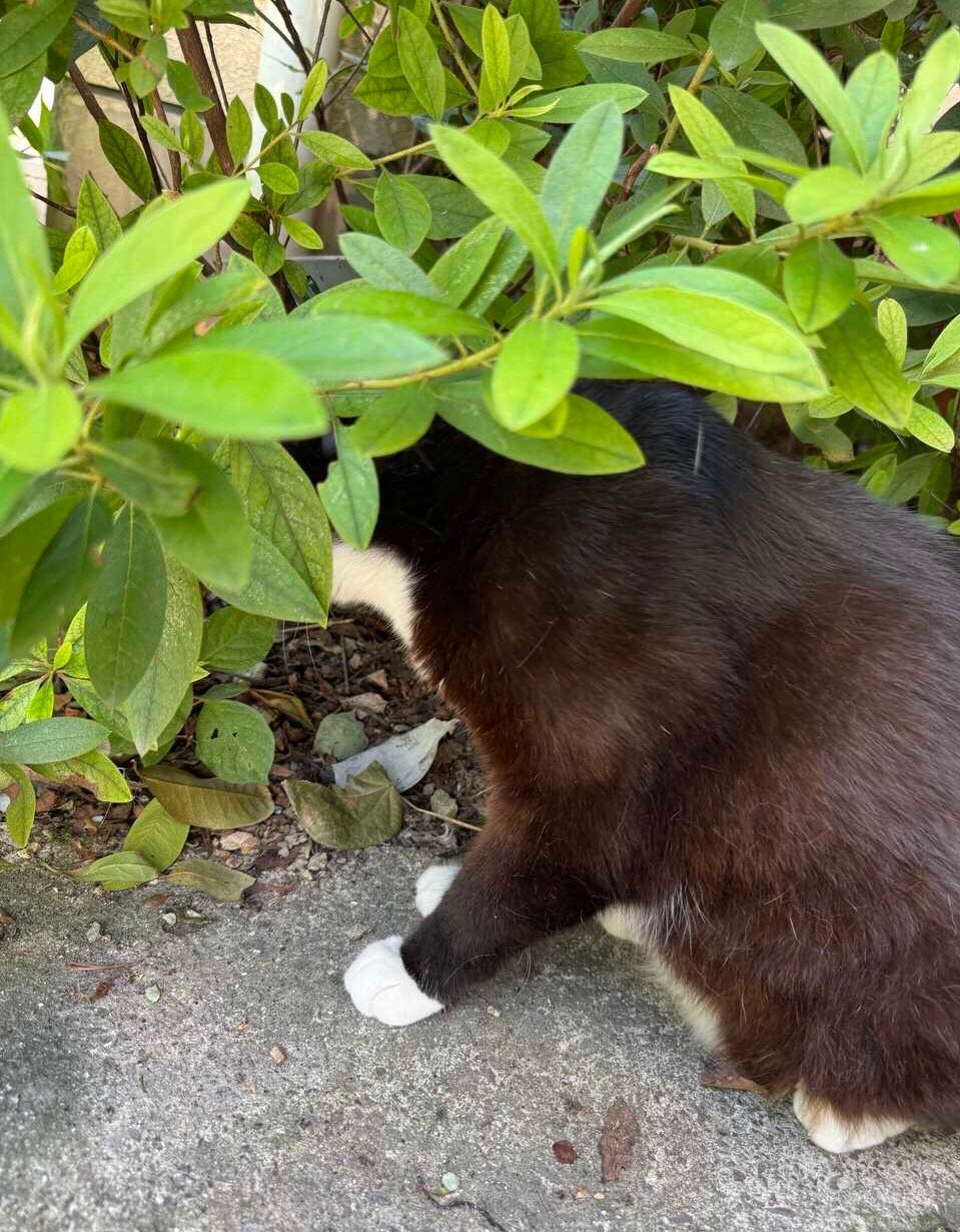 你走吧周一，我不在这里。daily奶牛猫 （投稿：） 