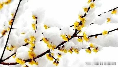 #上联:风吹初夏留荷影，诚邀下联？# 
风吹初夏留荷影，
雪舞隆冬溢梅香。