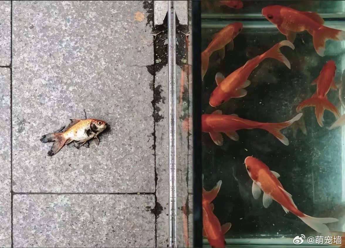 “我终于看到了 没有扭曲的天空” 