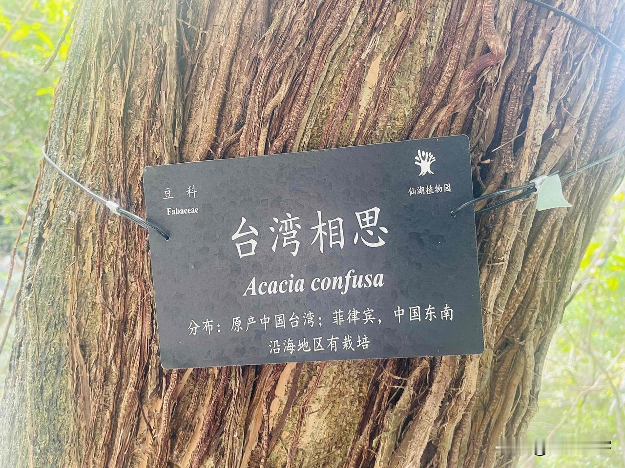 分享今日的感悟离别已久的心绪，刻在骨子里的印记，在深圳仙湖植物园，沿着绿道的两边