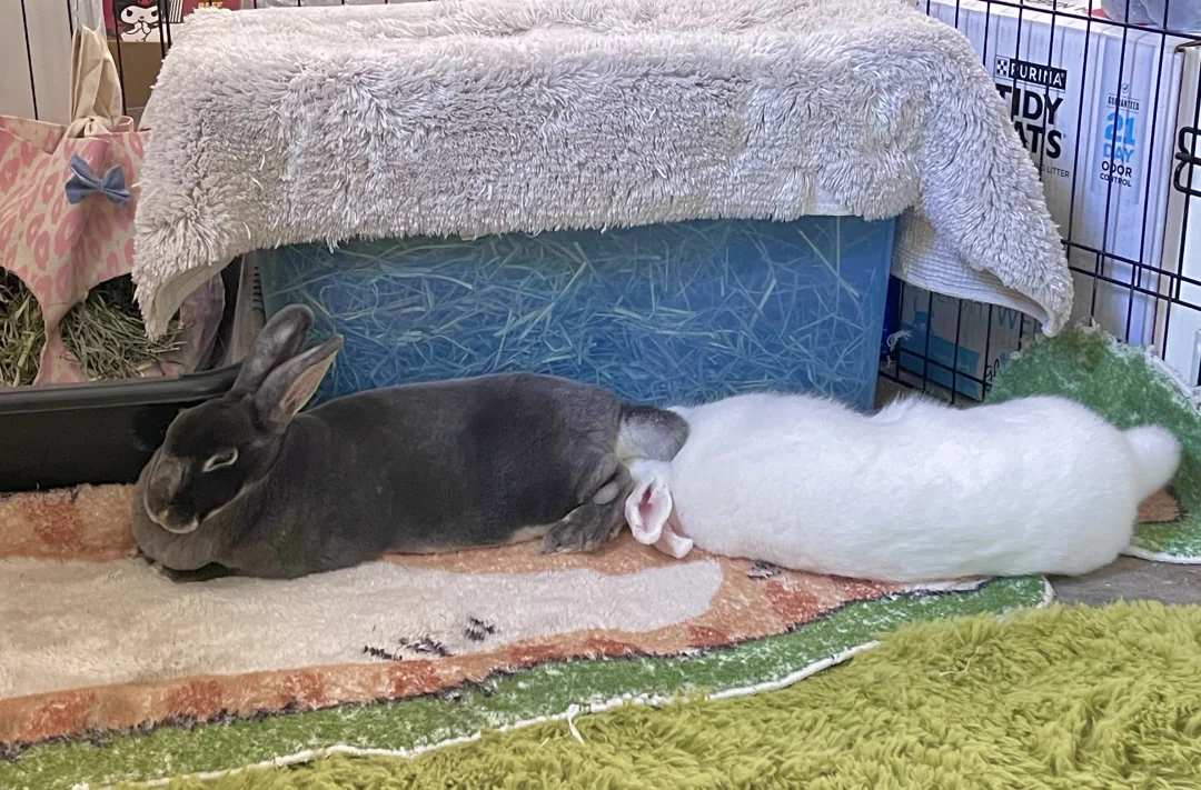 🐰小尾巴小尾巴！！！！！