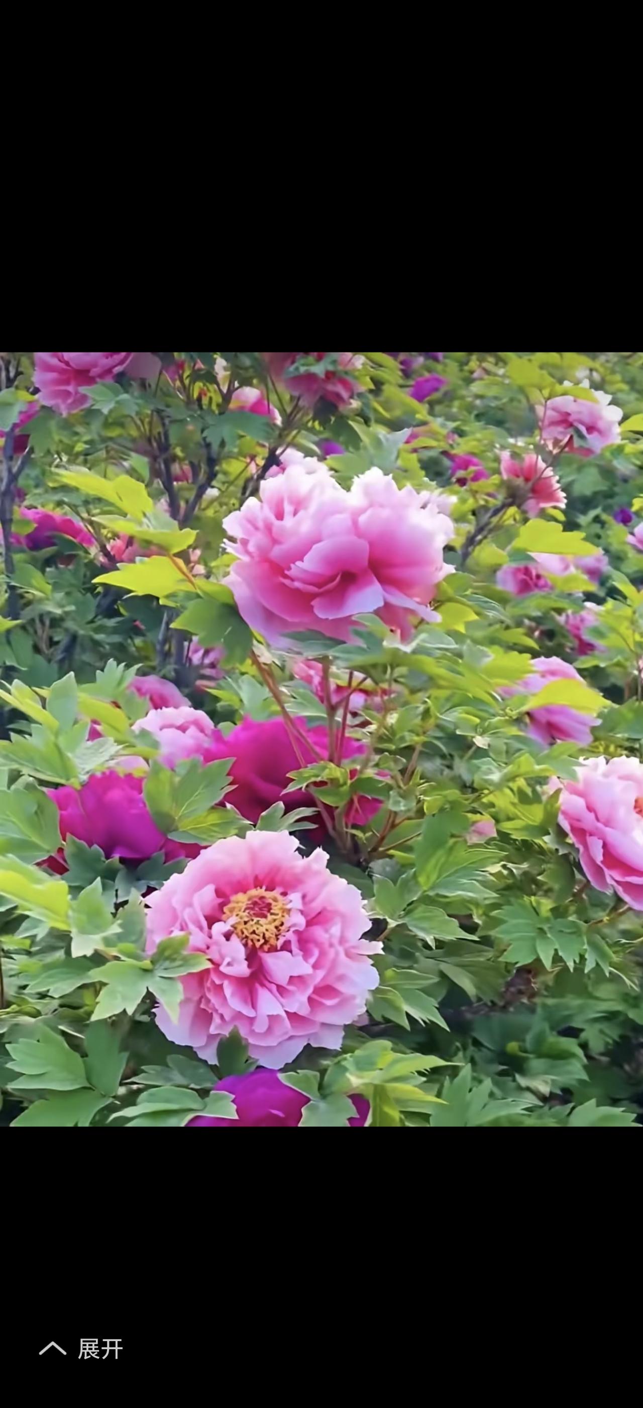 “花开富贵，文定吉祥”真是特别美好的话语。花开富贵寓意着生活像绽放的花朵般繁荣昌